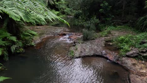 flowing creek surrounded by lush greenery