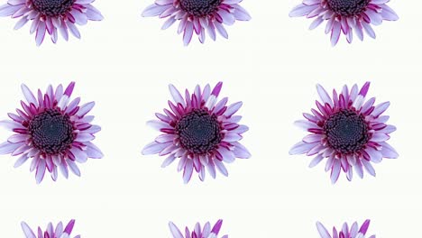 patrón de crisantemo rosa sobre un fondo blanco. gráficos de movimiento simples animación floral