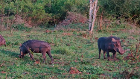 warthogs grazing in the savanna in uganda, africa - wide shot