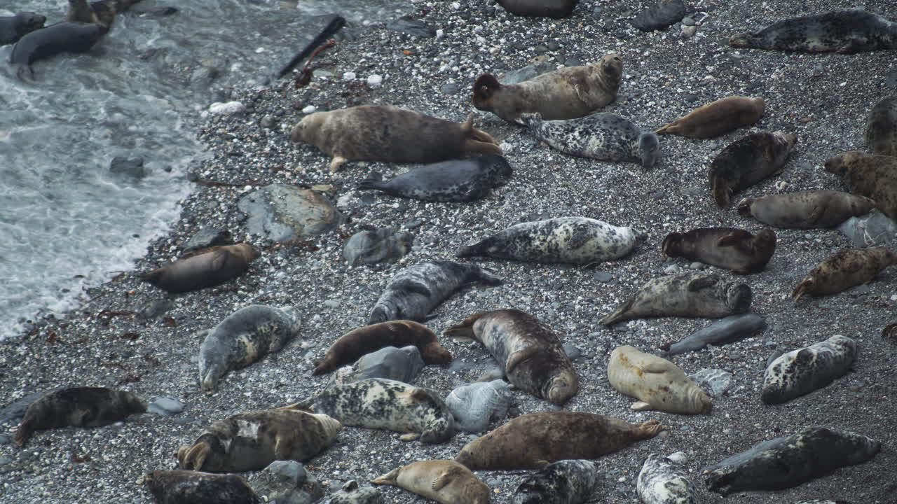 las focas adultas descansan en una colonia mientras las jóvenes juegan cerca en la costa de godrevy