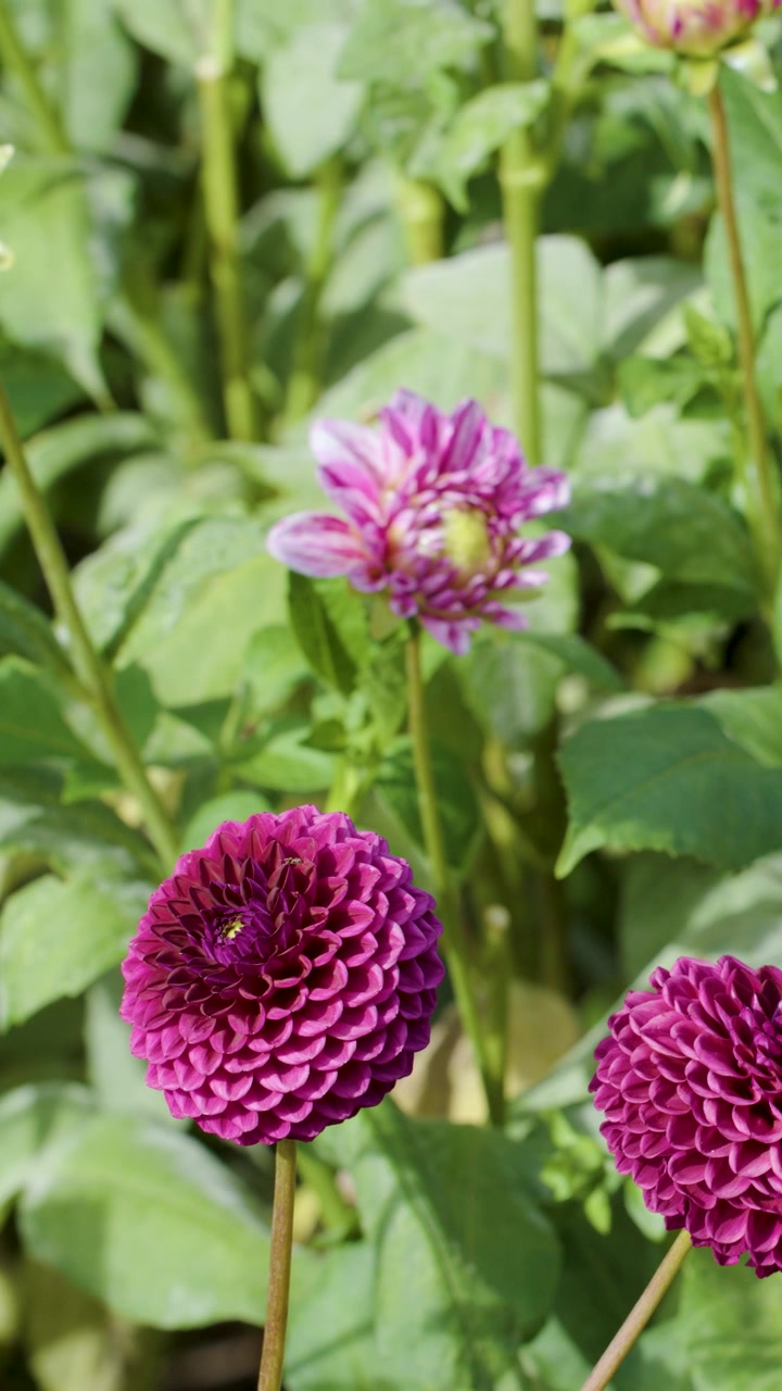 La telecamera panoramica lentamente su dalie pompon viola in fiore sotto la luminosa luce solare di un giardino esterno
