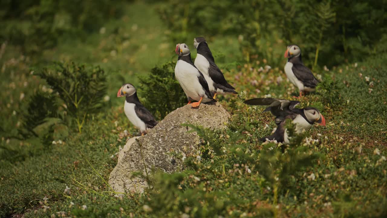 Puffin Colony on Rocks on Skomer Island in Wales, UK Birds and Birdlife with Large Group of Lots of Puffins on Rocks