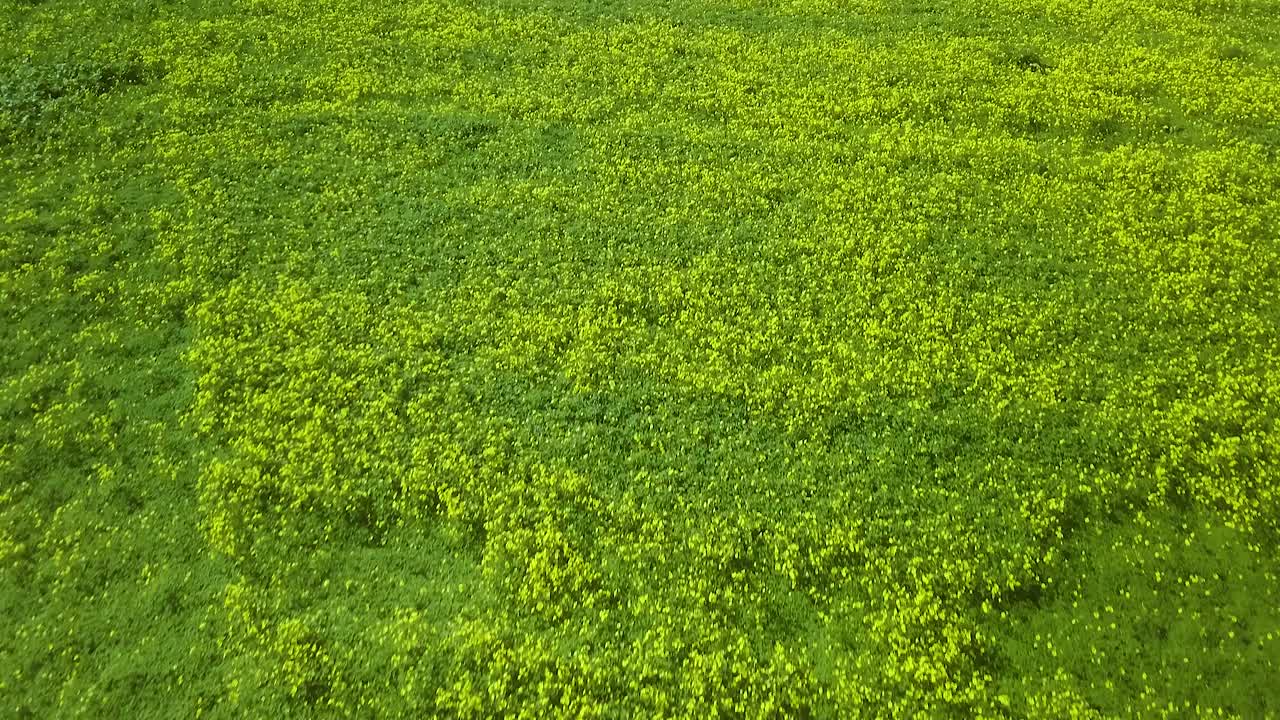 toma aérea, hermosa vista de flores amarillas en la autopista 1, costa de california