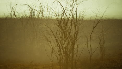 captivating landscape of sparse vegetation in a foggy environment at dawn
