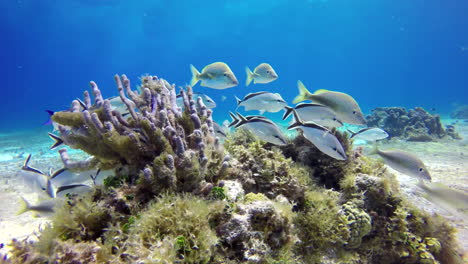 a flock of white fishes with black stripe floats at reef