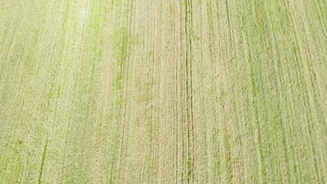 Buckwheat-field-seen-from-Low-high-drone-flying-above-the-plants