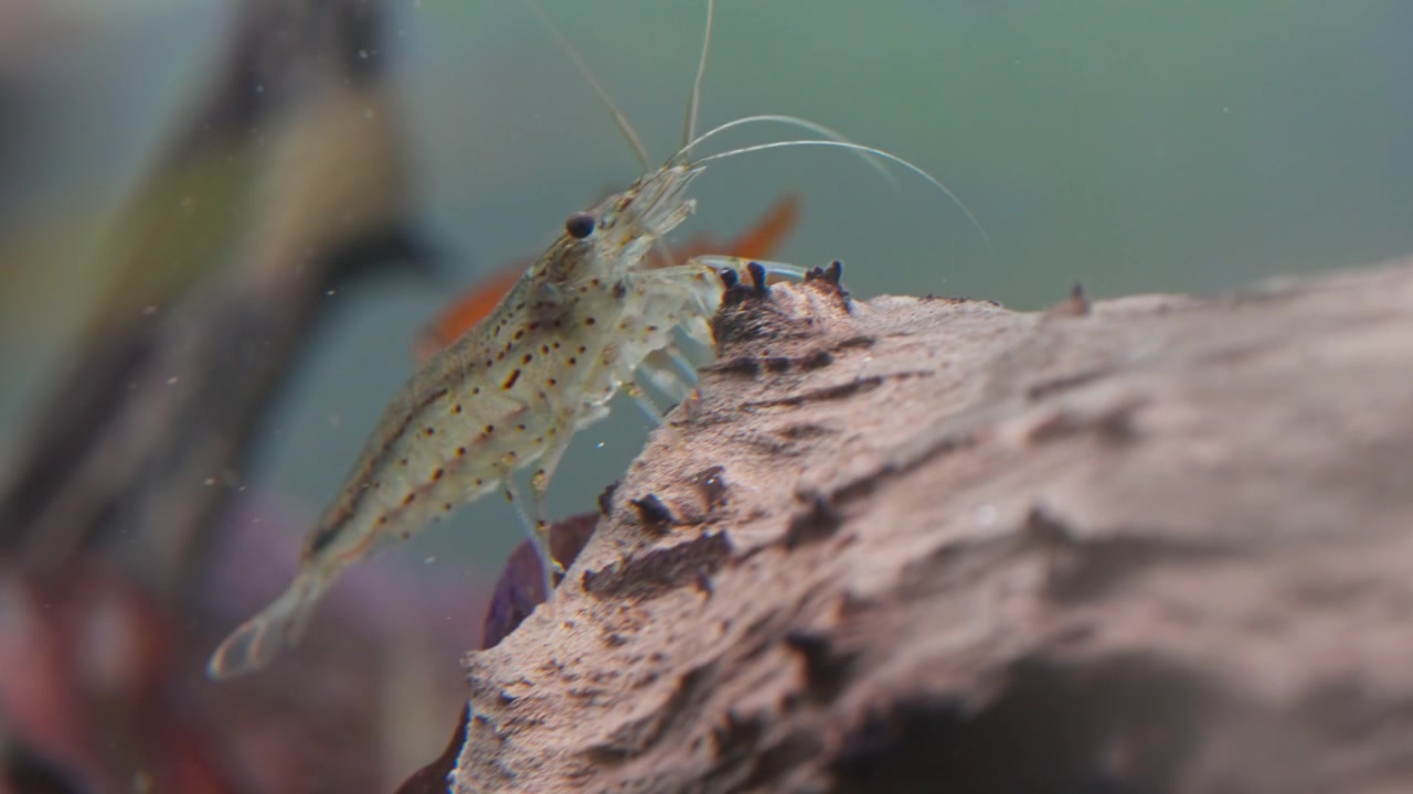 Un gamberetto Caridina multidentata che mangia e pulisce il legno con le alghe