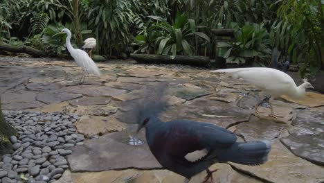 Diversidad-De-Aves-En-El-Parque-De-Aves-De-Bali-En-Bali,-Indonesia.