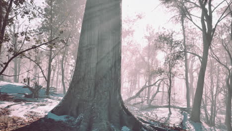 el bosque de invierno encantado