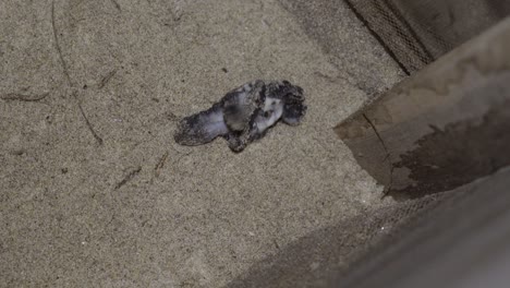 tortuga marina bebé que acaba de salir del huevo, tratando de ponerse de pie, girando con los ojos todavía cerrados en la caja de arena por la noche