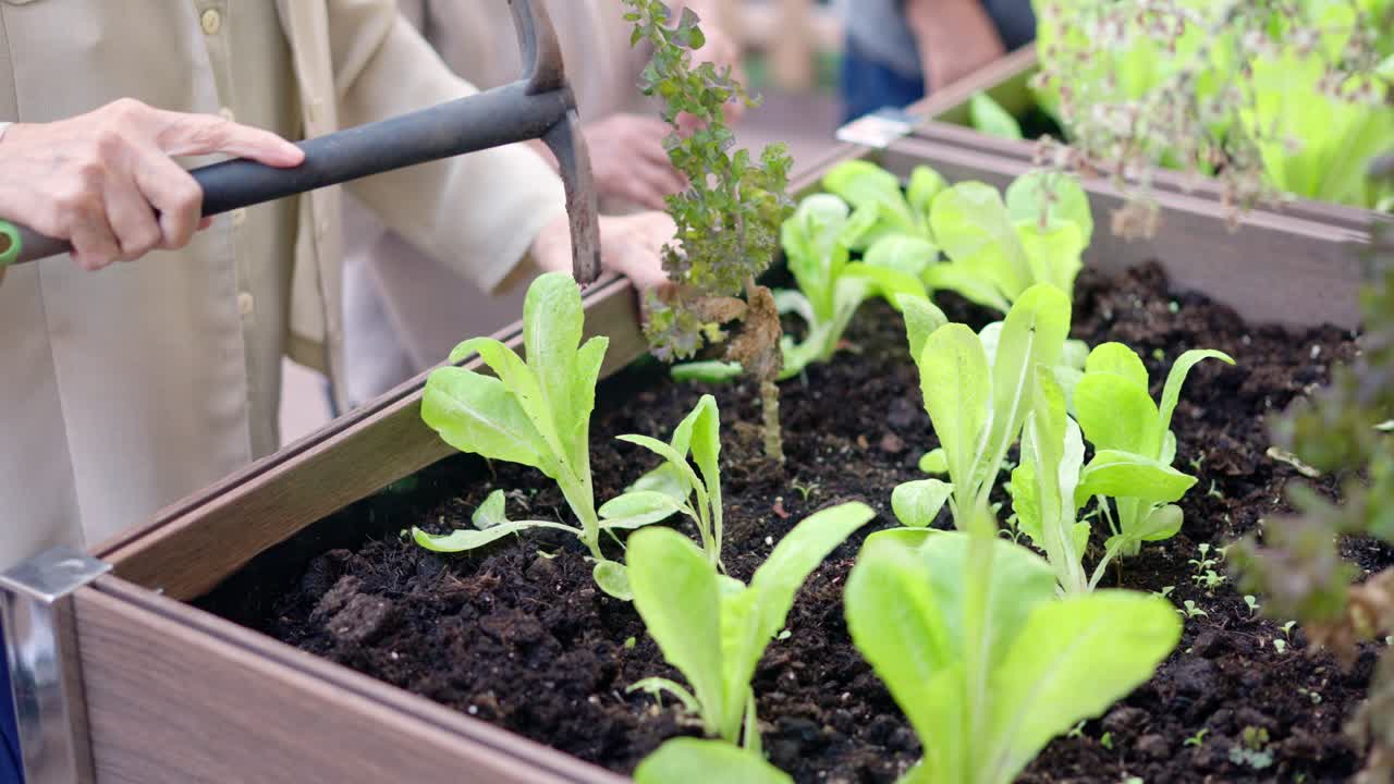 Seniors gardening in raised garden beds