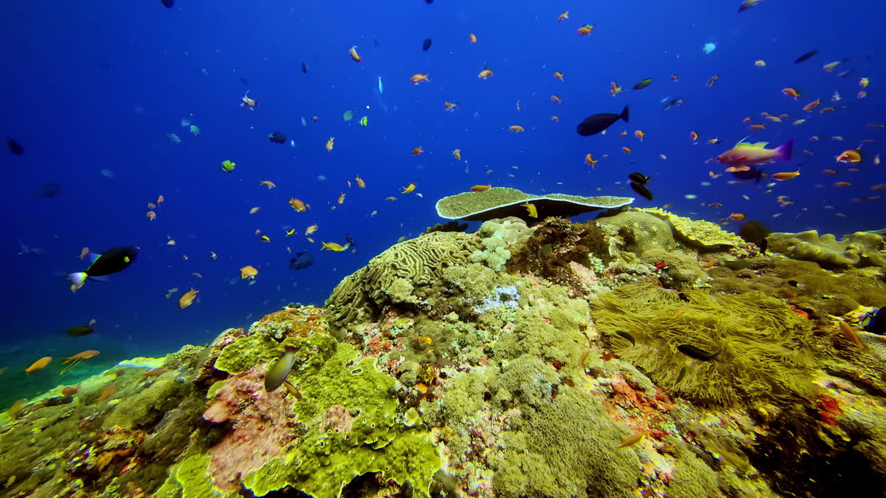 Pemandangan karang bawah laut dengan kontras warna biru dan kuning yang kuat. Komposisi terumbu karang tropis dengan ruang kosong untuk teks dan tekstur laut yang cerah, ideal untuk desain, branding, dan latar belakang visual
