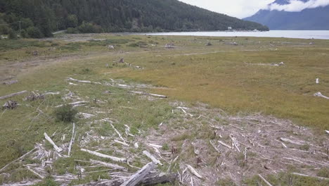 aerial: years of decayed driftwood cover low tidal flat in ocean inlet