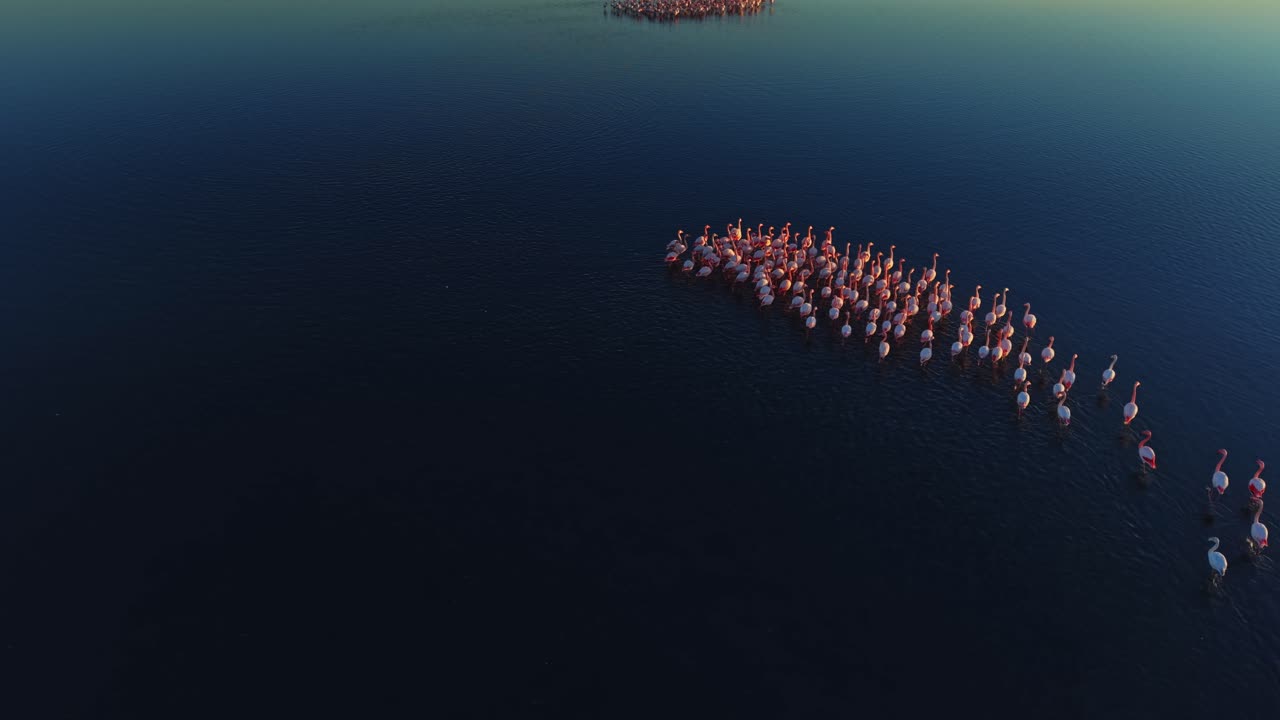 Large group of flamingos gathered on a calm lake during sunset