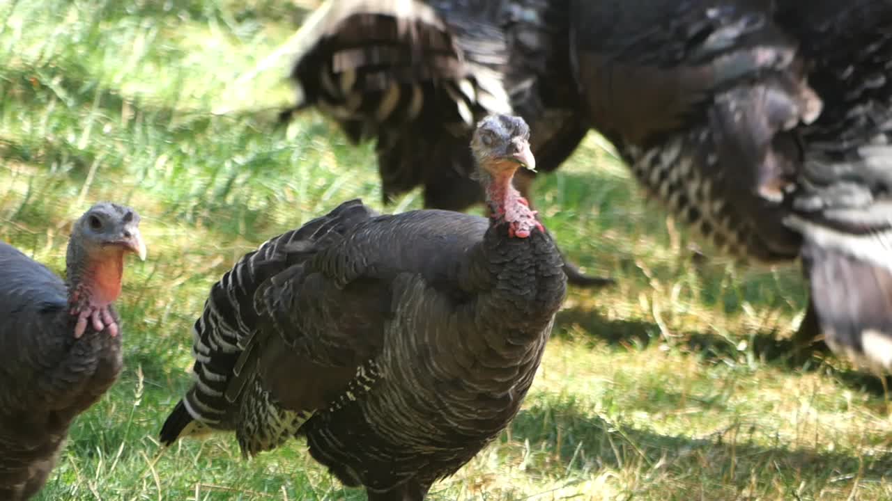 Turkeys in a grassy field