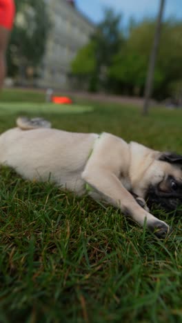 pug puppy playing in a park