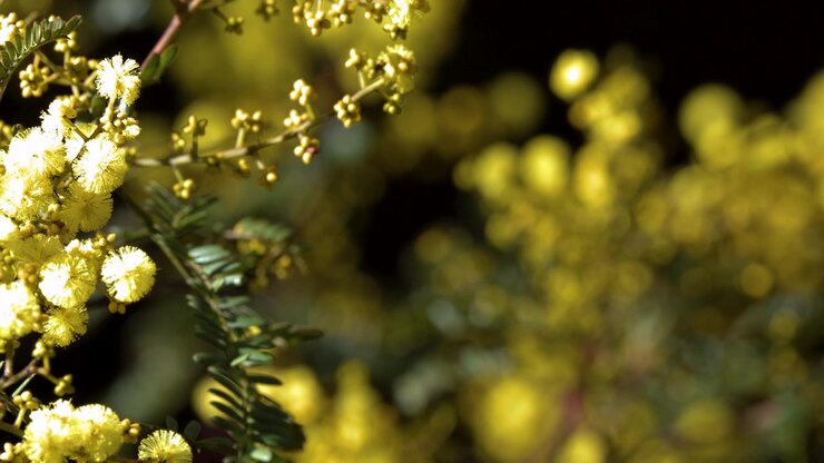 Close-up of vibrant yellow acacia flowers swaying gently in sunlight in Blue Mountains, Australia.