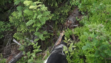 Siberian-huskies-comes-trough-the-bushes-in-the-woods