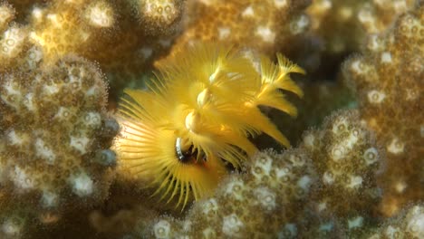 Yellow-Christmas-tree-worm-in-between-corals