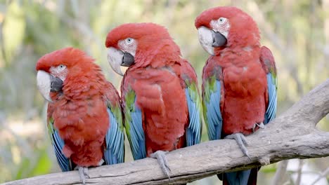 trío de loros guacamayos rojos y verdes encaramados en una rama y mirando todos en la misma dirección - cerrar