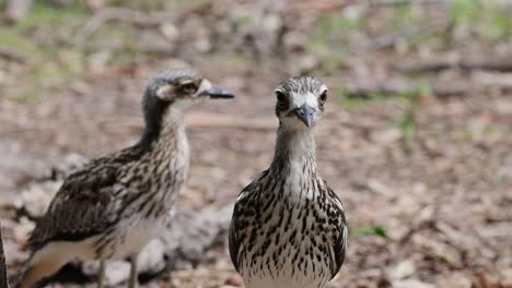 two birds interact and explore in a forest setting