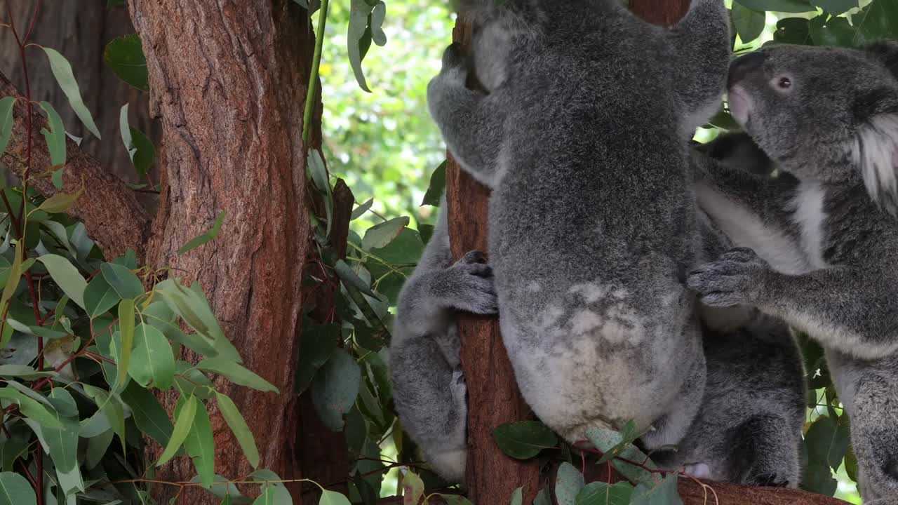 Two koalas climbing and interacting on a tree trunk surrounded by lush green leaves.