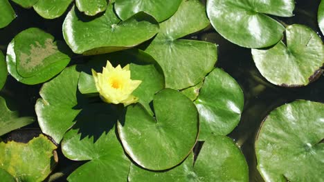 El-Loto-Que-Florece-En-El-Estanque-Está-Rodeado-De-Hojas