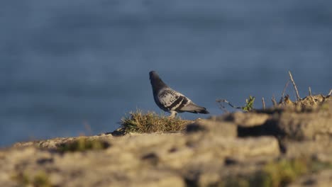 A-pigeon-walks-on-a-cliff-above-the-blue-ocean