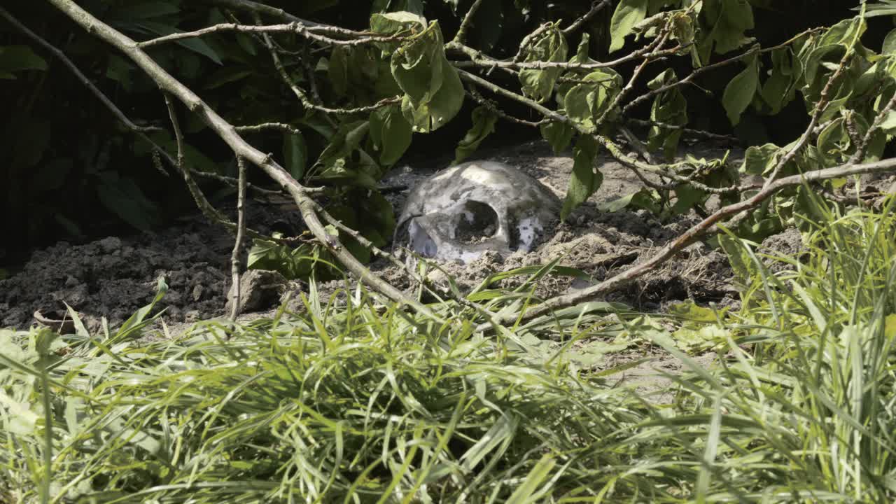 Mysterious Human skull unearthed in forest shallow grave undergrowth
