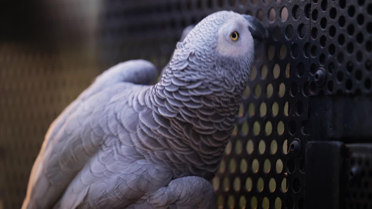 Close up of a grey parrot in a black cage at a zoo