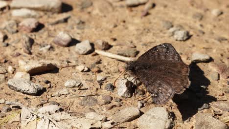 Close-up-of-a-duskywing-butterfly-drinking-from-moist-soil-in-hard-lighting