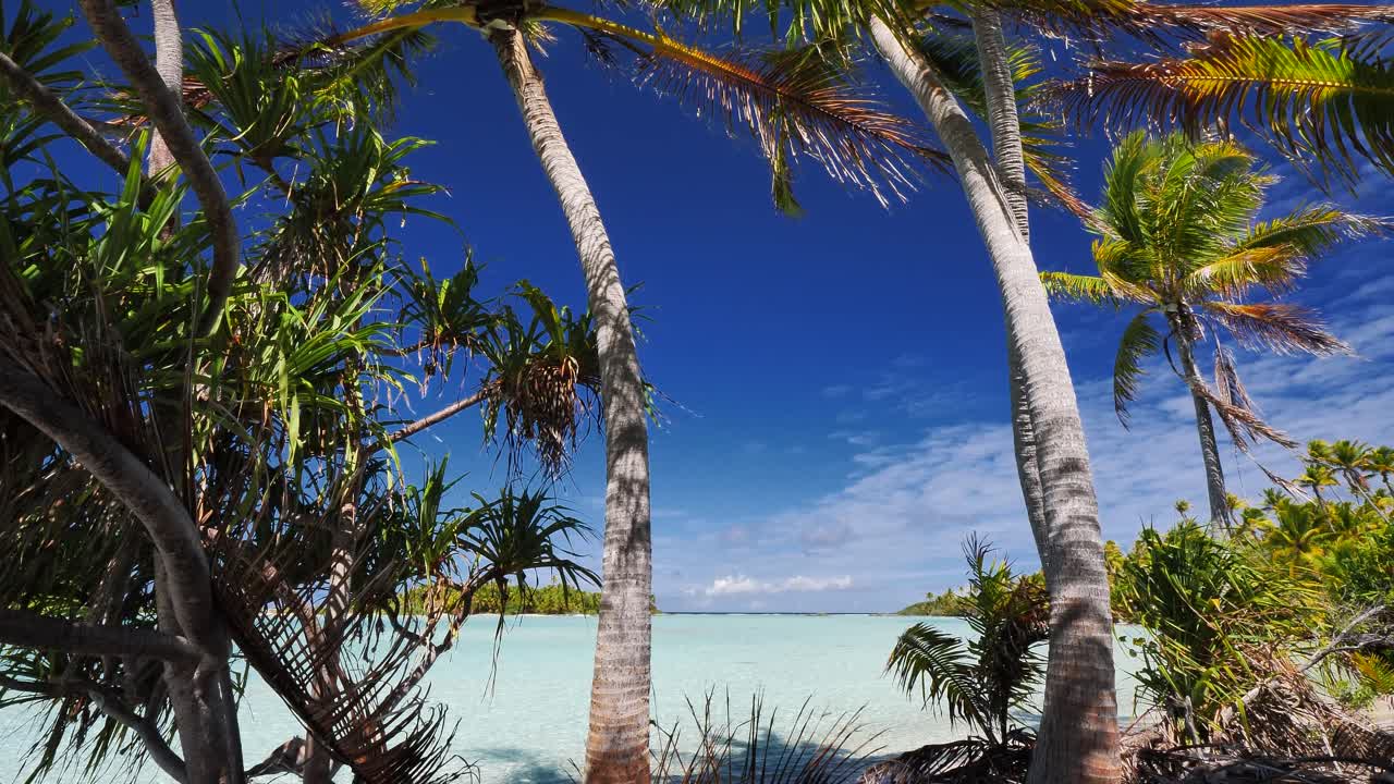camera tilts down from a coconut palmtree to the most beautiful tropical beach of the atoll of Fakarava, French Polynesia  with crystal clear water of the blue lagoon in the background