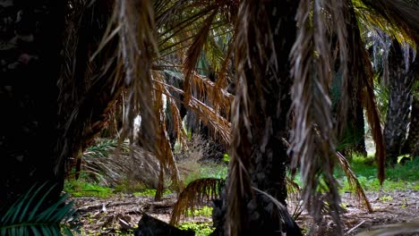 The wind gently blows palm fronds on a hot summer day in paradise - static view from the shade of the trees