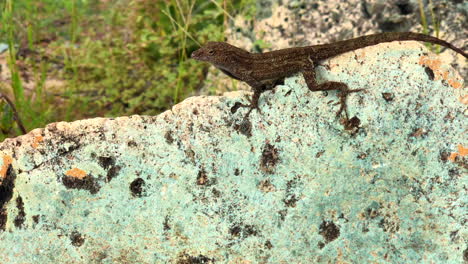 gecko sitting on a rock on ram head in st