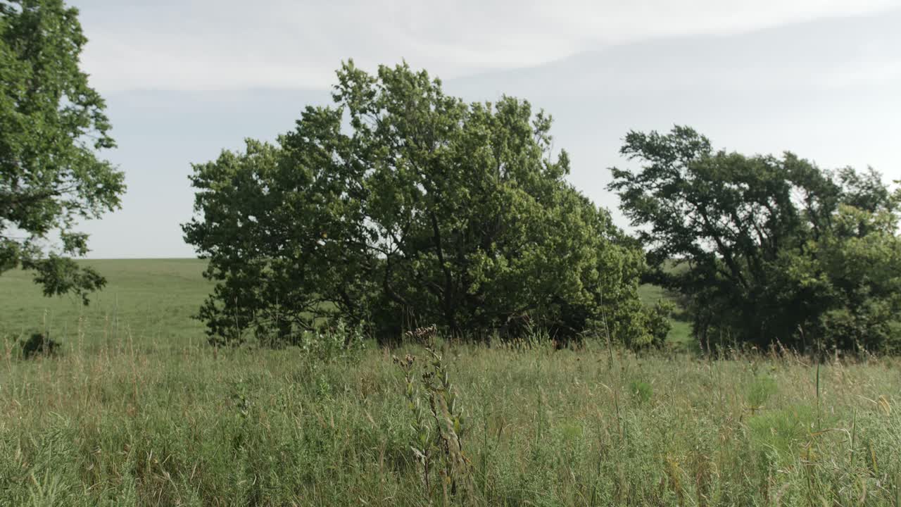 el viento sopla árboles y hierba en un campo de pradera en kansas en un cálido día de verano