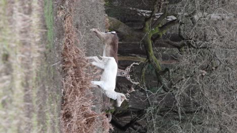 deer in the new forest vertical clip 25