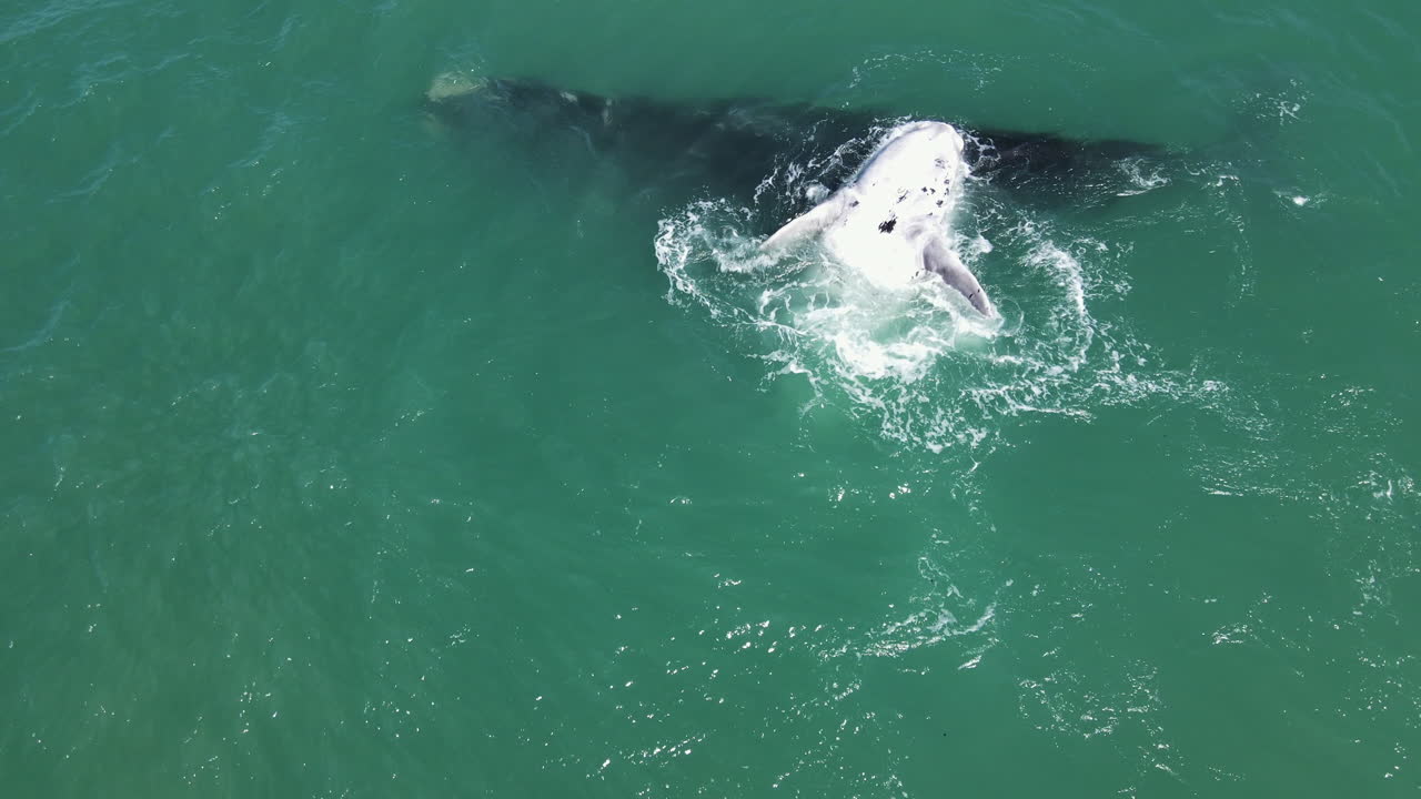 흰고래가 어미 위에 등을 대고 뒹굴고 있다