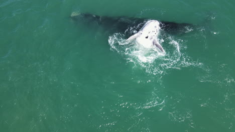 ballena blanca rueda sobre su espalda encima de su madre