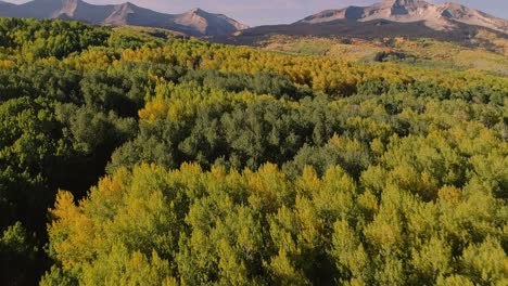 aspens turning on kebler pass, colorado