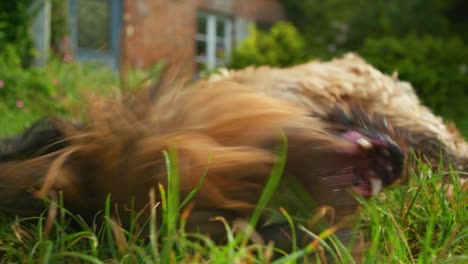 Cinematic-shot-of-a-dog-laying-down-and-rolling-in-the-garden-on-a-sunny-day