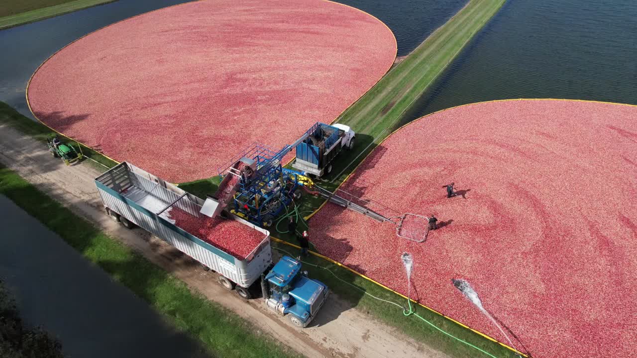 desde el pantano de arándanos, los arándanos se bombean a un separador