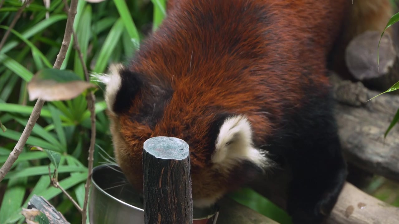 Panda rosso Ailurus fulgens in lento zoom ravvicinato che mostra pelliccia marrone rossiccia, ciuffi auricolari bianchi e zampe nere mentre mangia verdure da una ciotola di metallo all'Ocean Park di Hong Kong.
