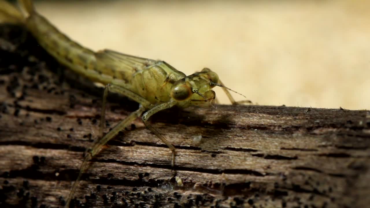 통나무에 앉아 다리와 더듬이를 손질하는 damselfly 님프