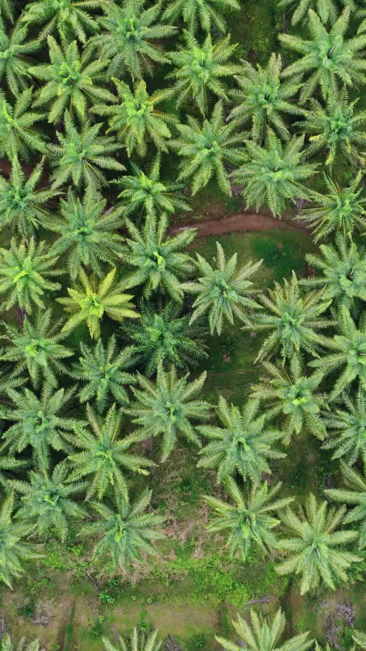 Aerial View of Palm Tree Plantation