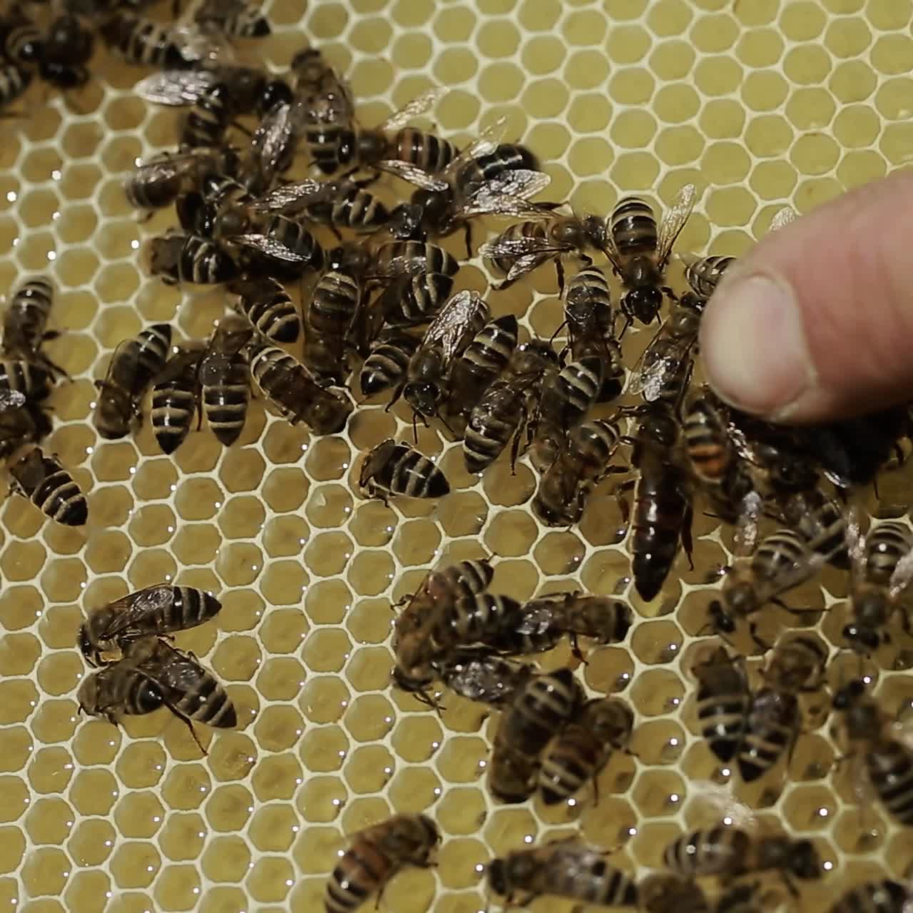 Close Up Of Bees In A Swarm A Hive. Close up of honey bees in a swarm a hive in sunny day