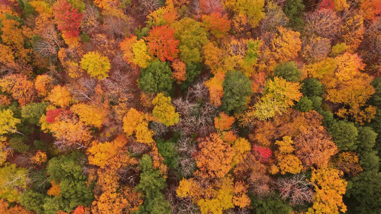 An aerial view of a vibrant autumn forest, showcasing a mix of orange, yellow, and green foliage in a stunning mosaic of fall colors.