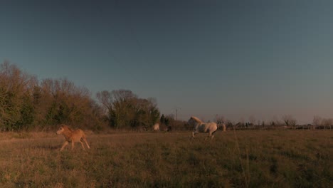 Beautiful-white-Camargue-horses-running-around-in-agricultural-field-in-Camargue,-France