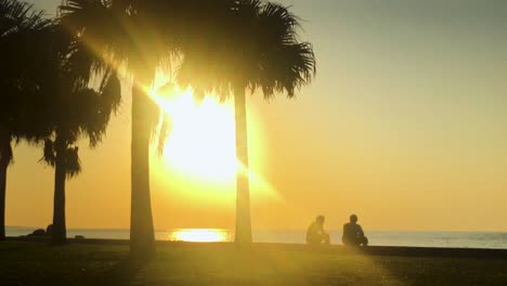 time lapse of palm tree and people near the beach