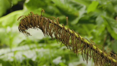 close up of a stem of fern plant in the wilderness