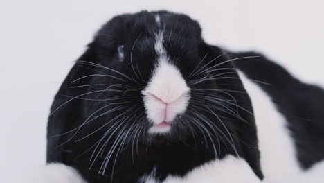 studio close up of miniature black and white flop eared rabbit on white background